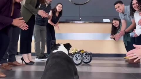 "Pawsitively Empowering: Mercedes Benz Comes to the Rescue, Crafting a Custom Wheelchair for a Four-Legged Friend!"