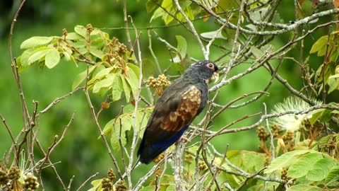 Ave Nature Green Parrot Fauna Colombia