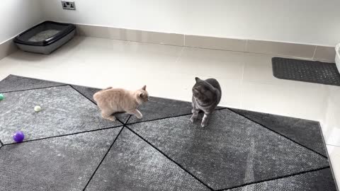 Kitten Meows Before Attacking Cat