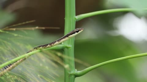 Snake in the garden