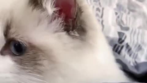 Cute Cat Surprised