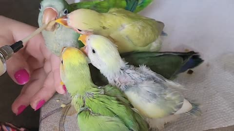 Hand feeding Babies birds