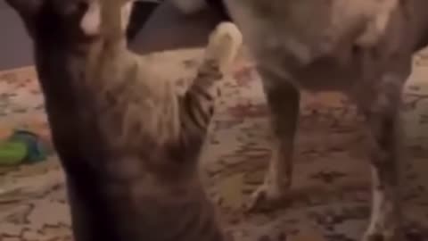 Funny cat videos🤣