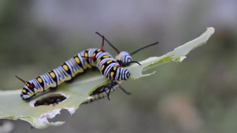 the cycle of life the caterpillars eating the leaves.