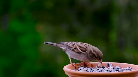 Sparrow #shorts