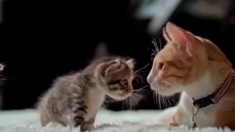 Baby Cats Cute and Funny cats Video Its haha time # 42 CuteCats #Funnyanimals