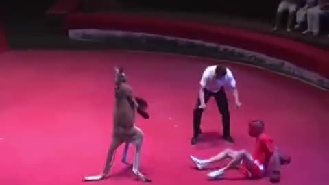 Happy boxing match