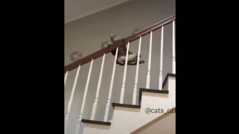 Parkour cat