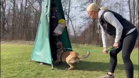 Belgium Malinois puppy from CZ