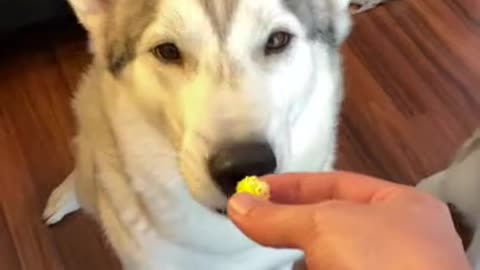 Stubborn Husky PRANKED INTO EATING AIR!!!