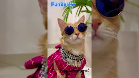 Funny cat #fun2view #nicesong #kala_chosma😎 #cute #cat #foryourpage