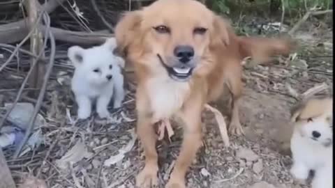 The mother dog is laughing, at this moment it is happy