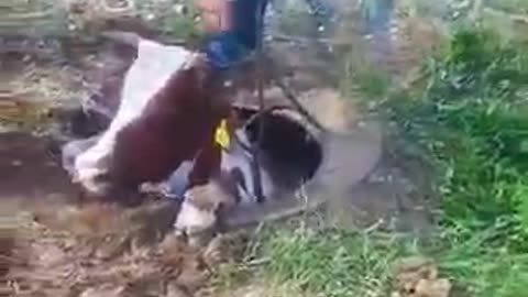 THE COW GOT STUCK IN THE PIT