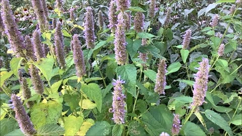 Wonders In The Kitchen Hyssop August 2022