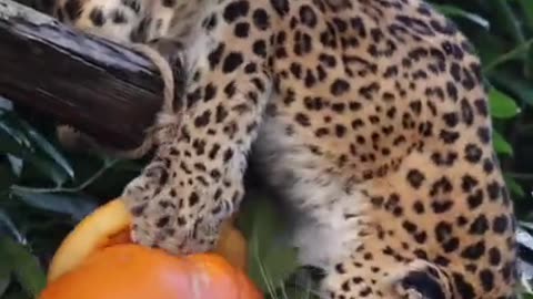 Big cats and squash