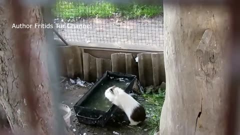 Funny Hamster Drinking