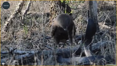 The Most Amazing Eagle Attacks Ever Recorded! Wild Animals