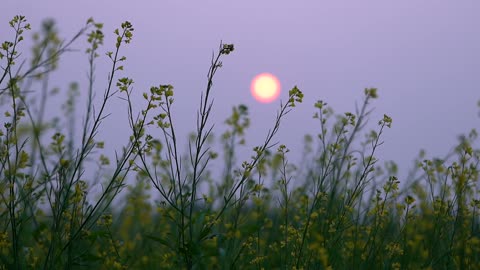 "Nature's Beauty: Flowers and Sun"