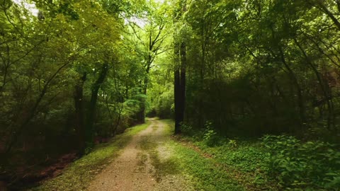 Relaxation - Forest Walk