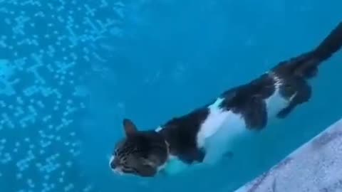 "Splish Splash, Meow! A Refreshing Bath Time Adventure for My Cat"