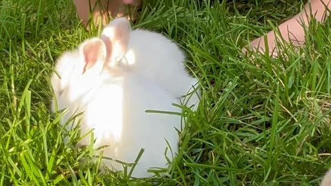 Rabbit Kittens - cute baby rabbits