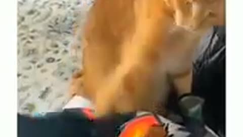 New Funny Videos 2024 😍 Cutest Cats and Dogs 🐱