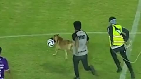 Dog playing football in the stadium🏟 stunning