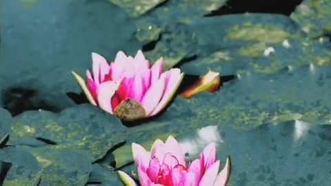 These two lotus flowers are so beautiful