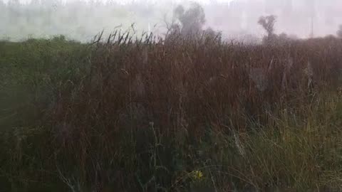 Fog Reveals Orb Spider Aerial Web Network