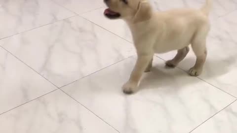 Labrador puppy training