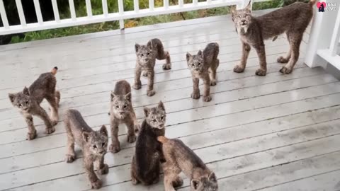 Lynx Mama Brings Her 7 Kittens To Revisit Man's Yard on Snowy Day...