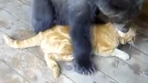 Foster bear cub bonds with cat