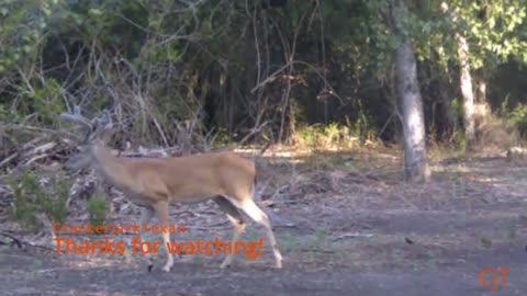 South Texas Camvid's, 22.9 (Summer Bucks)