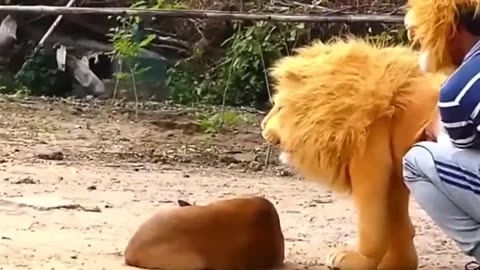 Troll Prank Dog Funny e fake Lion and Fake Tiger Prank To dog e huge Box Prank to dog