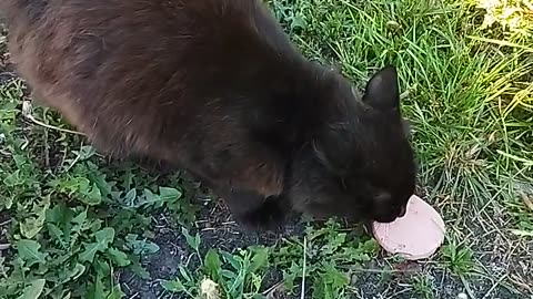 😻🥳Cat Fedor got hungry and decided to eat🐾🍽️