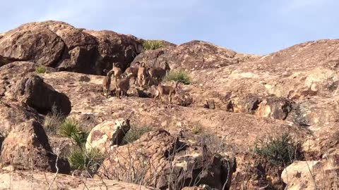 Aoudad sheep in Hueco tanks state park, Texas.