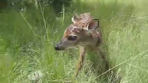 Baby Deer Walking for the First Time