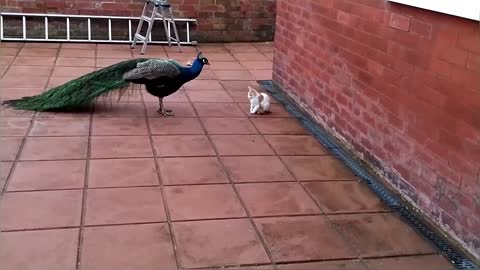 Peacock Vs Cats Compilation