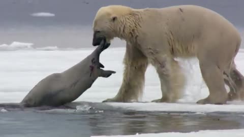 "🌊🦭 Unbelievable Escape: Seal Defies Odds, Emerges Victorious with Half Its Body! 😱🏃‍♂️