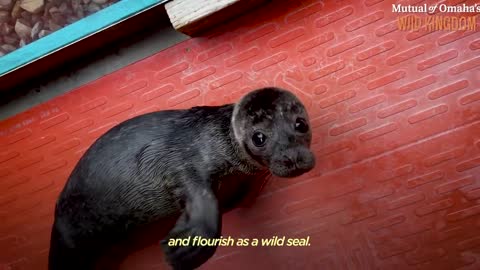 Orphaned Baby Seal Barks At Anyone Who Tries To Clean Her Bathtub | The Dodo Saving The Wild