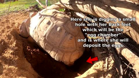 Tortoise Laying Eggs-10