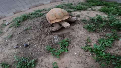 We Found a Baby Tortoise! - Morning Routine-1