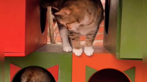 Funny Cat Video, Short Funny Cat Videos, Funny Cats