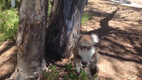 Koala Gets Kicked Out Of Tree and Cries!