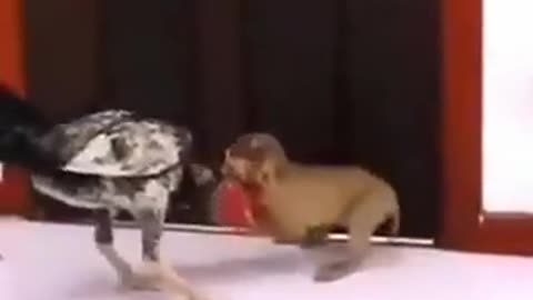 monkey vs rooster