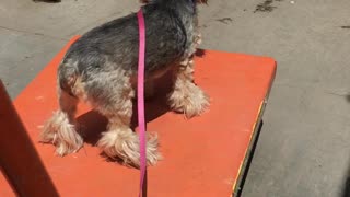 Dog Hitching a Ride at Home Depot