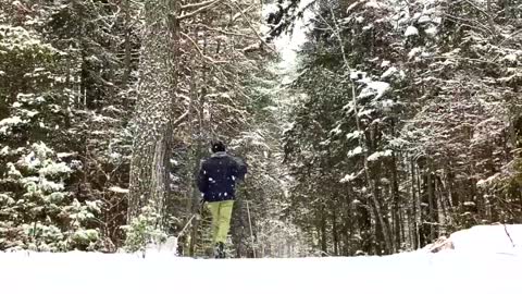 Cross-Country Skiing In The Pines