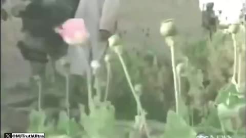 US Soldiers Guard Poppy Fields In Afghanistan