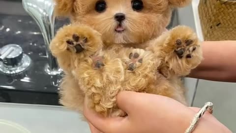 Cute Puppy 🥰