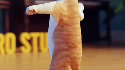 Cat dance